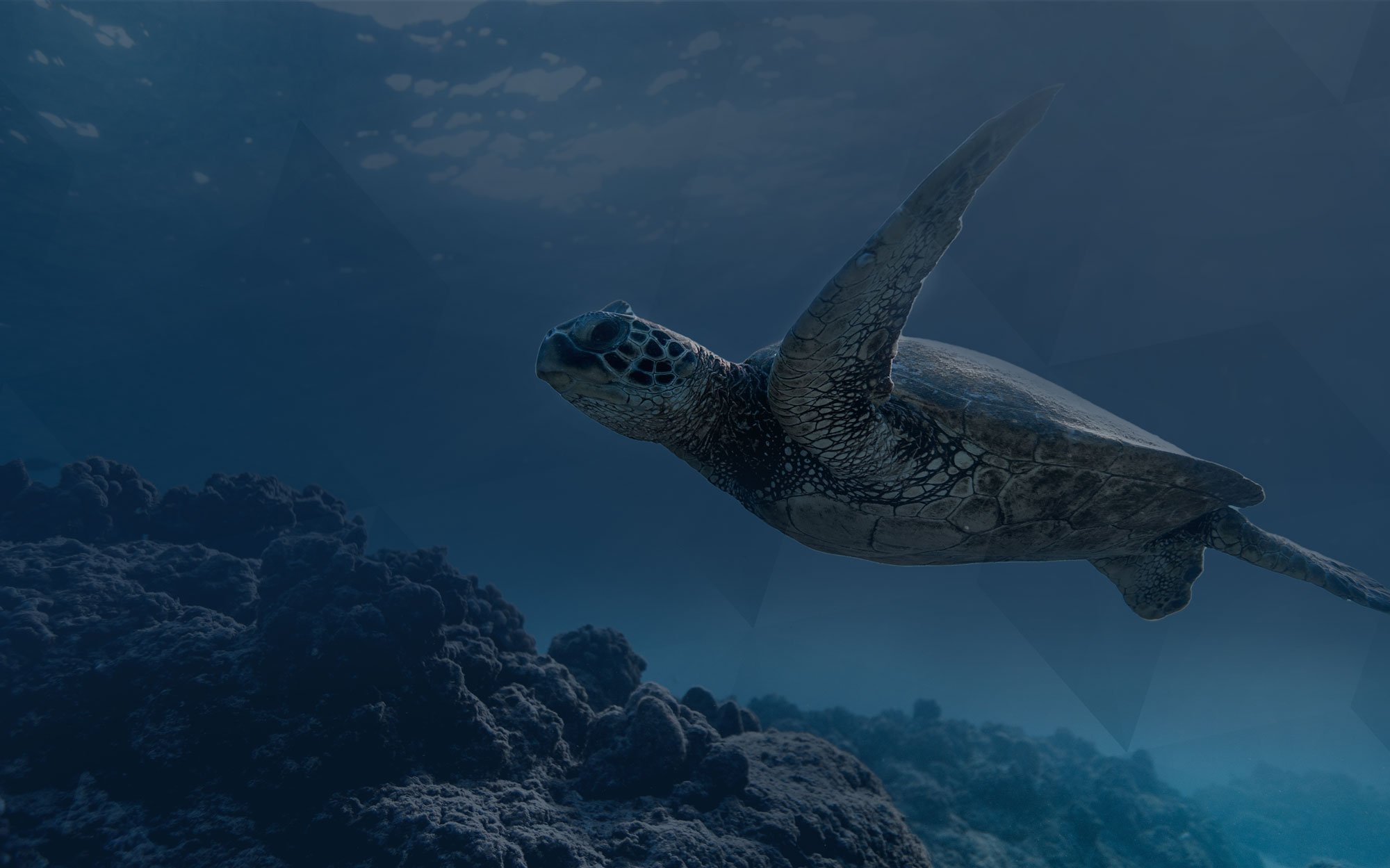 Advania-Sustainability-Turtle-Hero