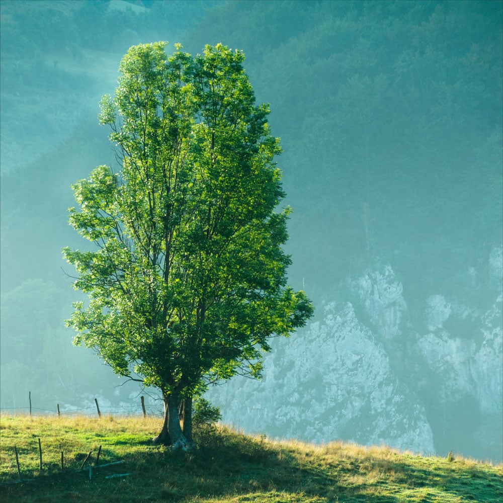 Eco-Tree